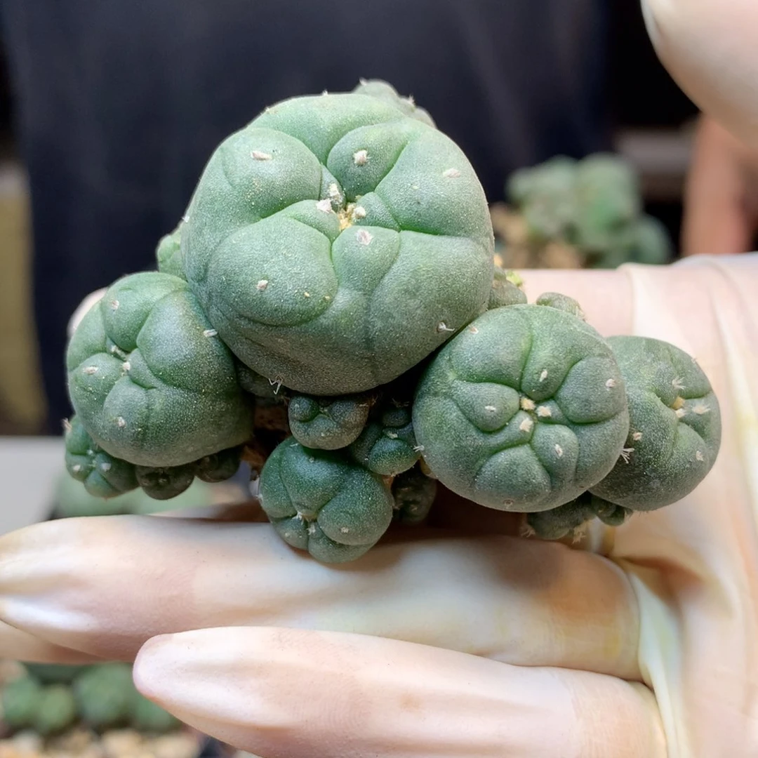 自根带锦基因 群生子吹乌