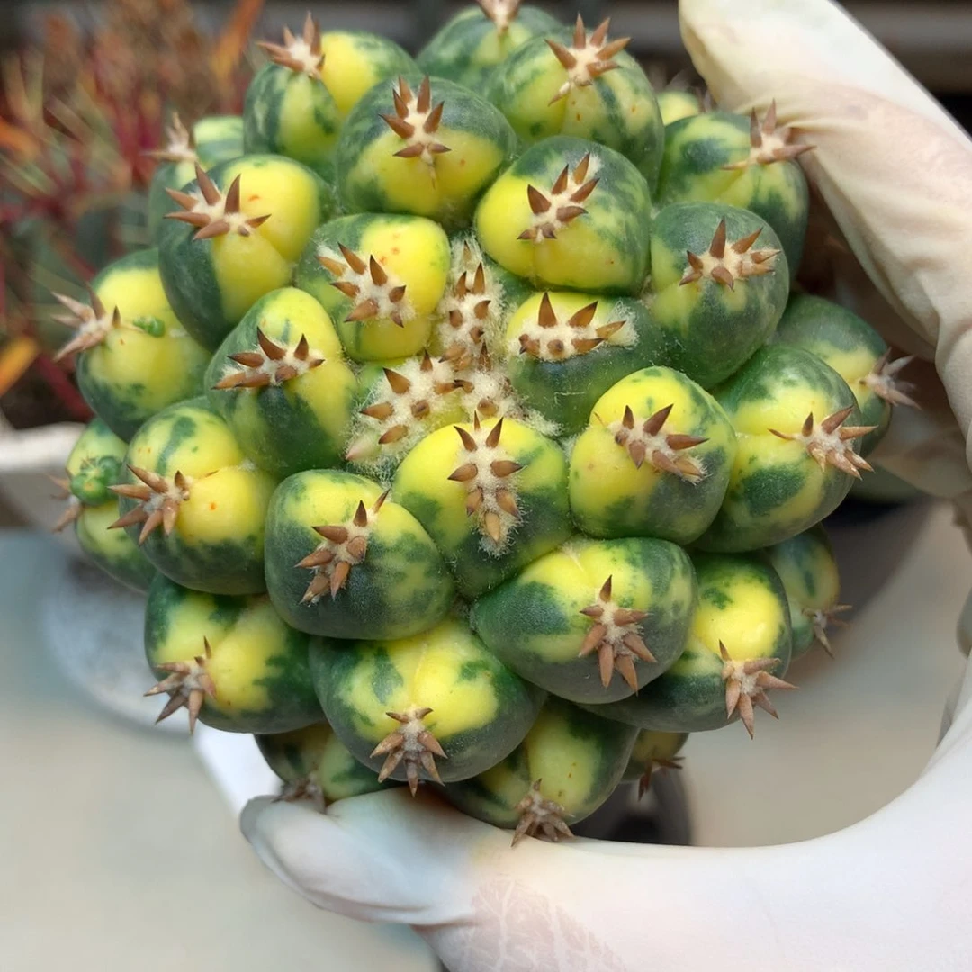 13号  密刺短豪刺獠牙锦9公分(无根)