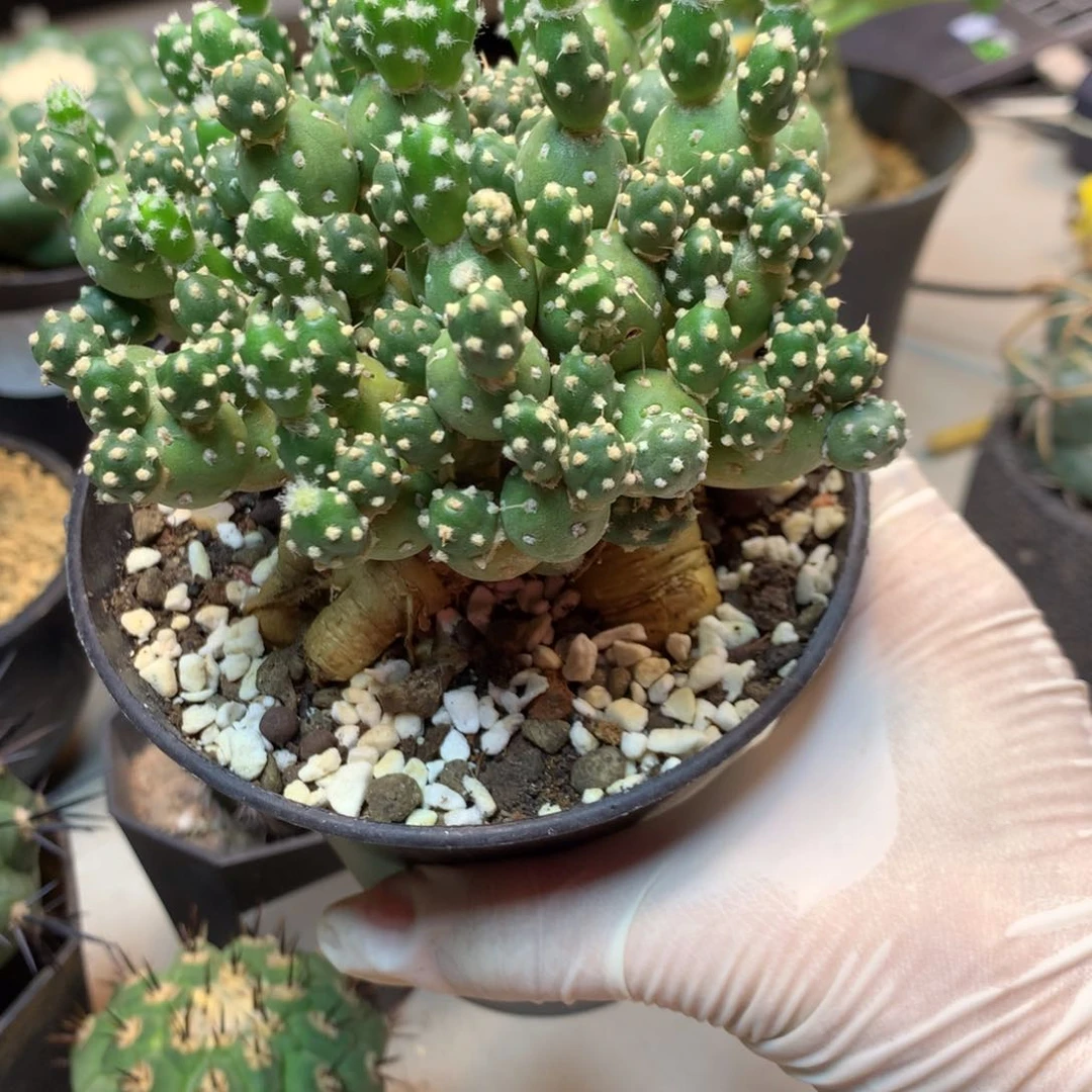 花**8    16号实生罗西安娜