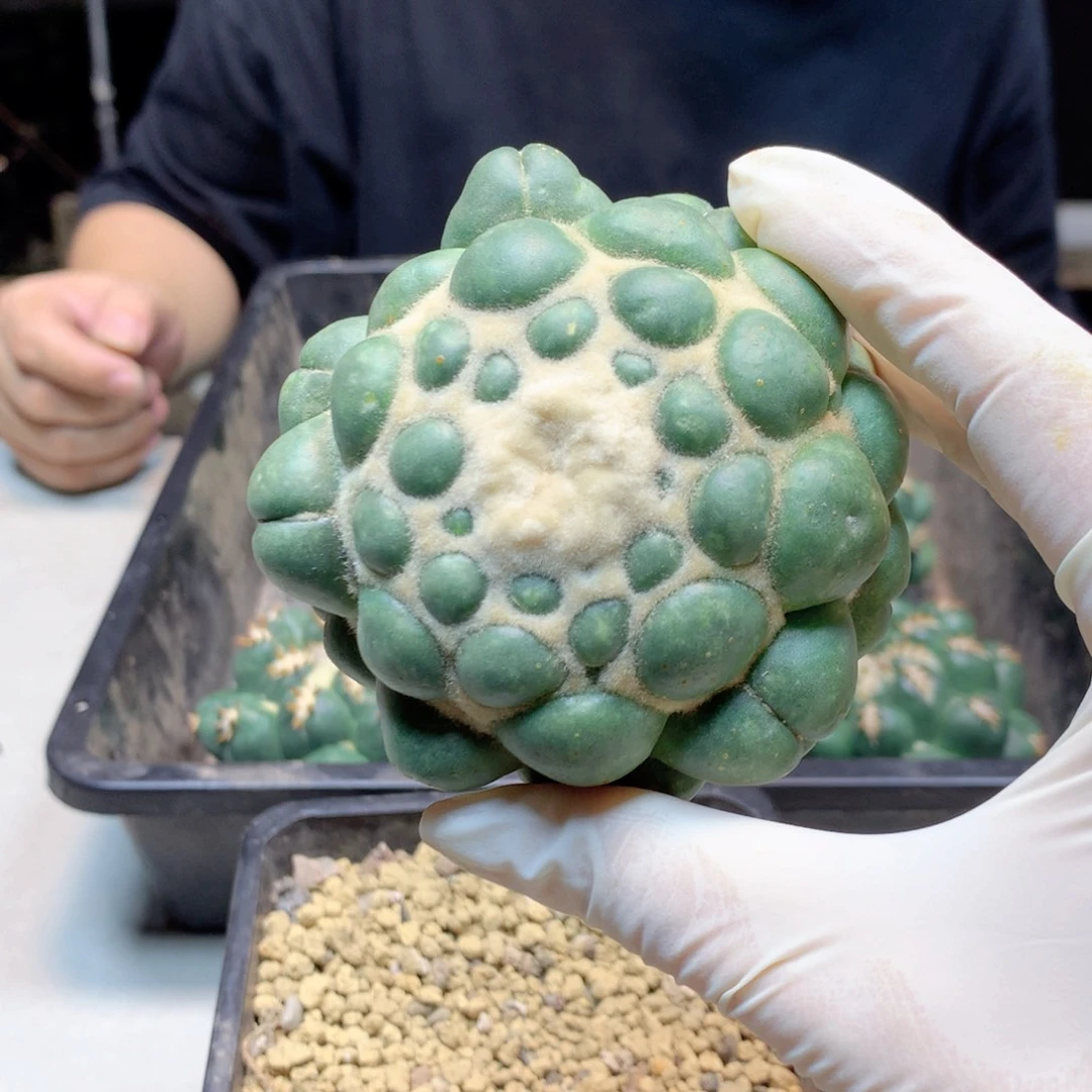 2号带根芽蜘蛛眼