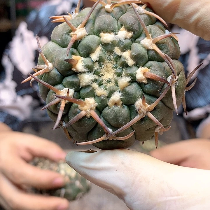 裸颚5公分起发(无根)
