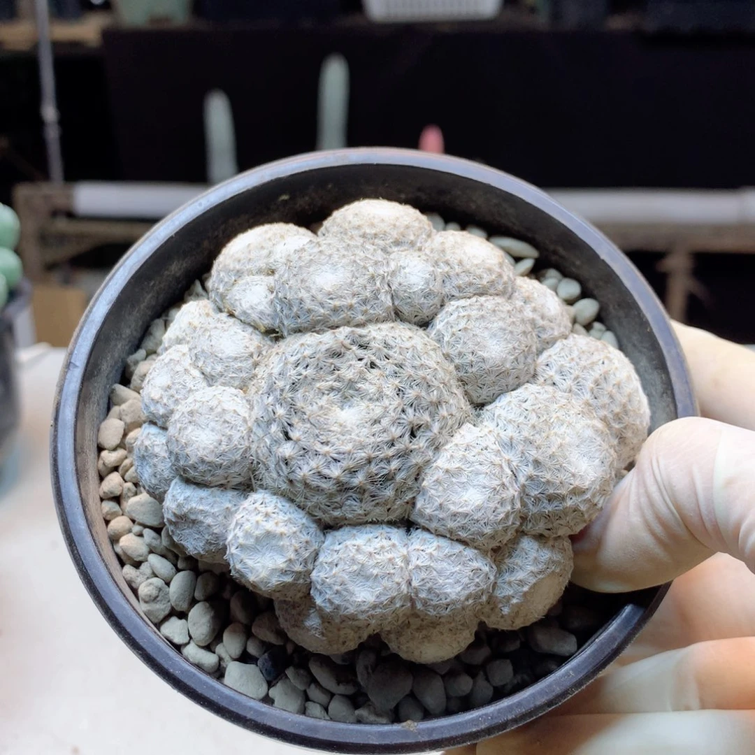 31号    白鸟群生带根芽