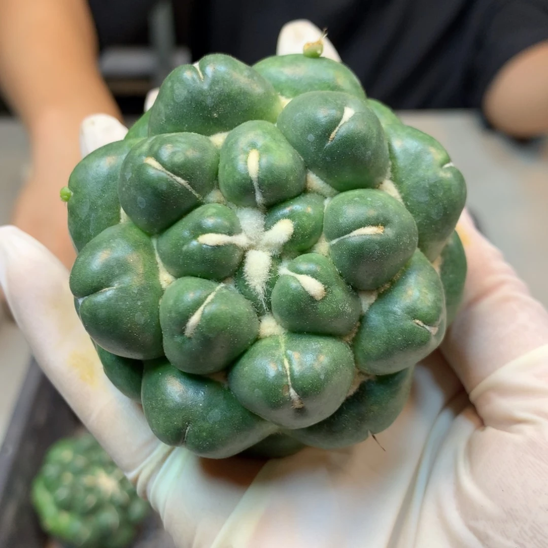 无根  无次象牙6公分起发