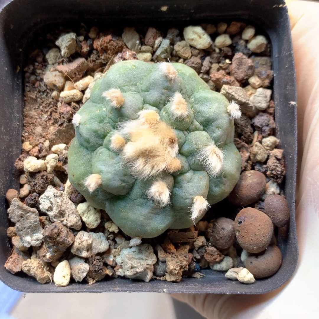 15号实生皱尤龟甲4公分