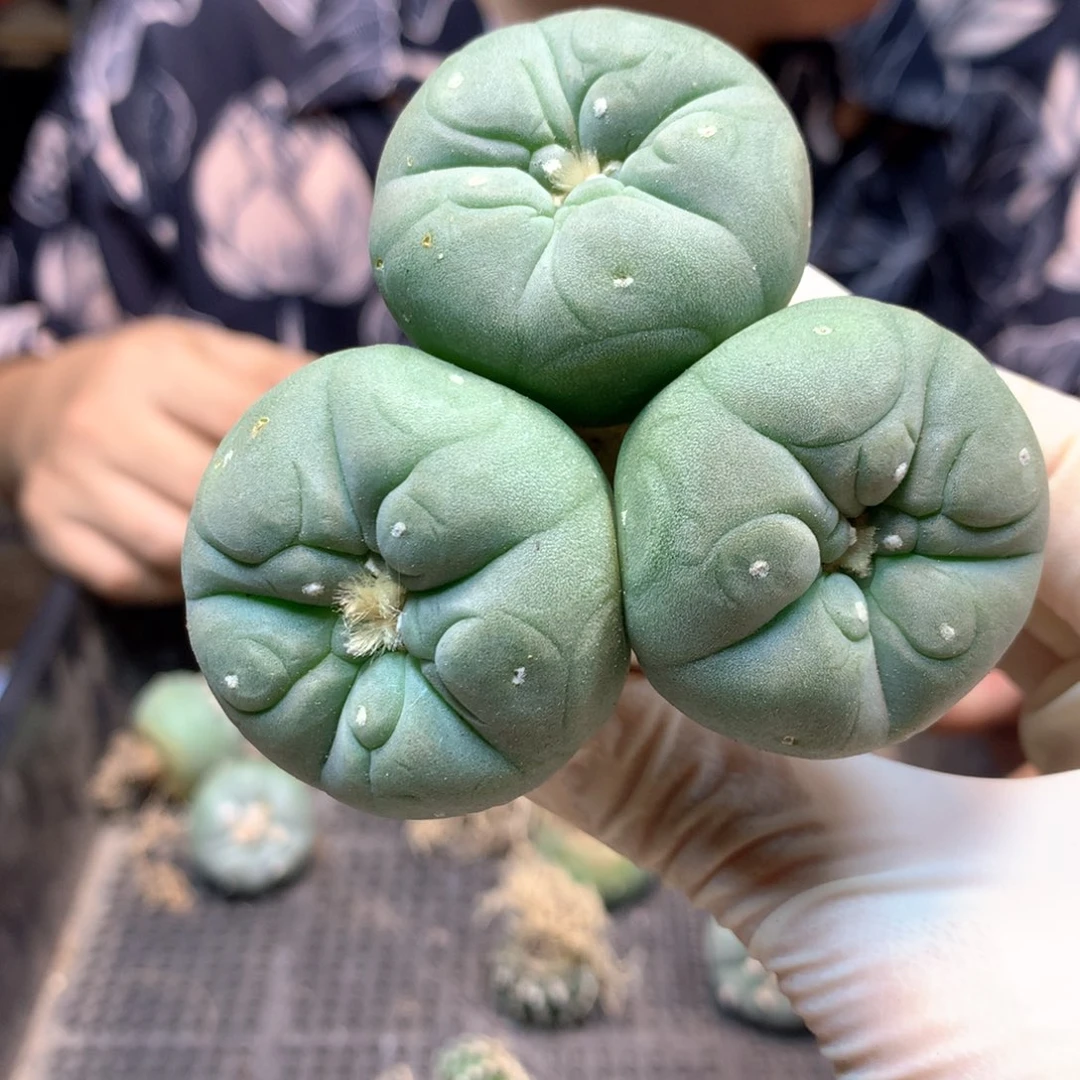 漢**Ⅳ 5号实生三头一物一拍