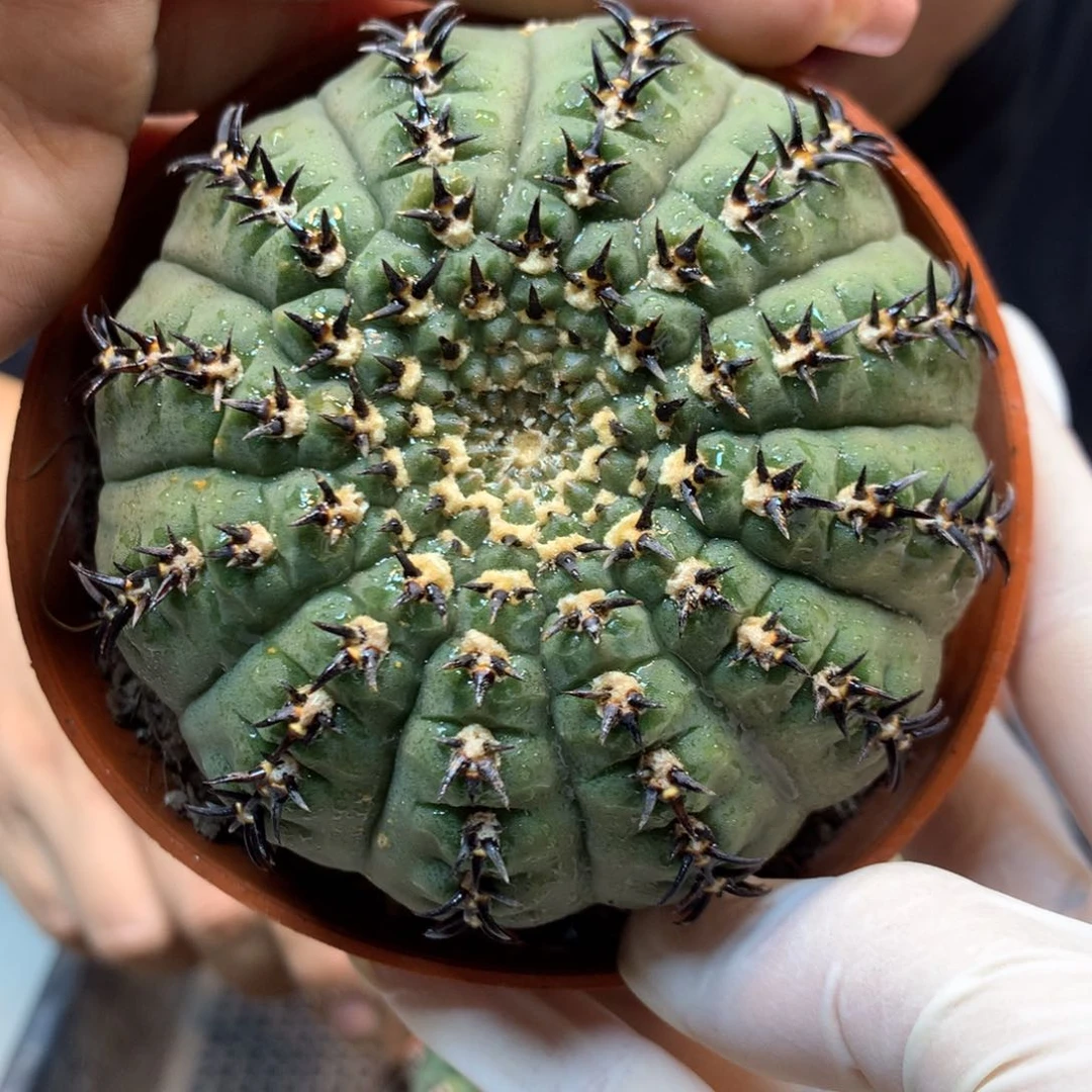 自根 黑刺凤头8公分起发