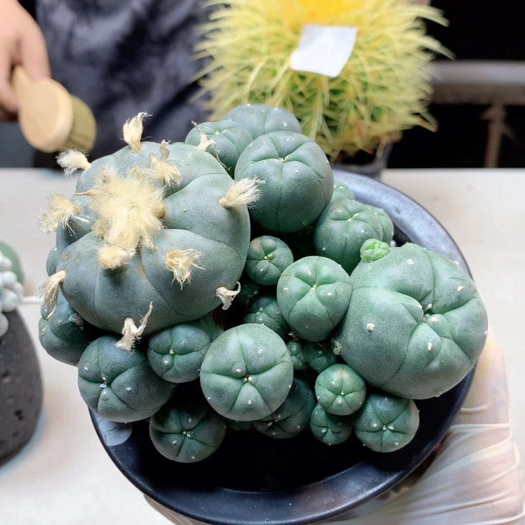16号乌群一物一拍