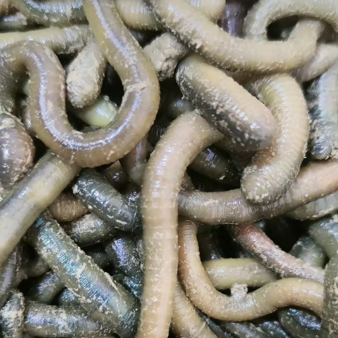 江浙沪皖:  青蚯蚓黑蚯蚓活体钓鱼黄鳝诱饵