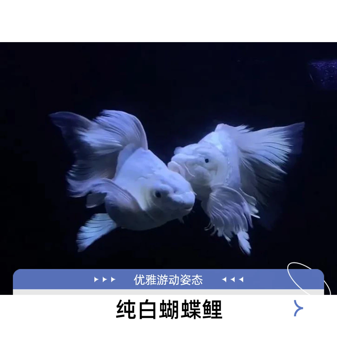 精品球形蝴蝶鲤观赏鱼包邮包活到家