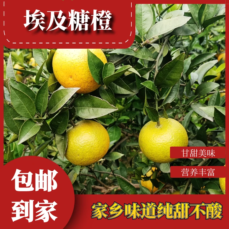 农户直售【10斤装】常德毛家滩（引进埃及品种）冰糖橙鲜果冰甜橙香