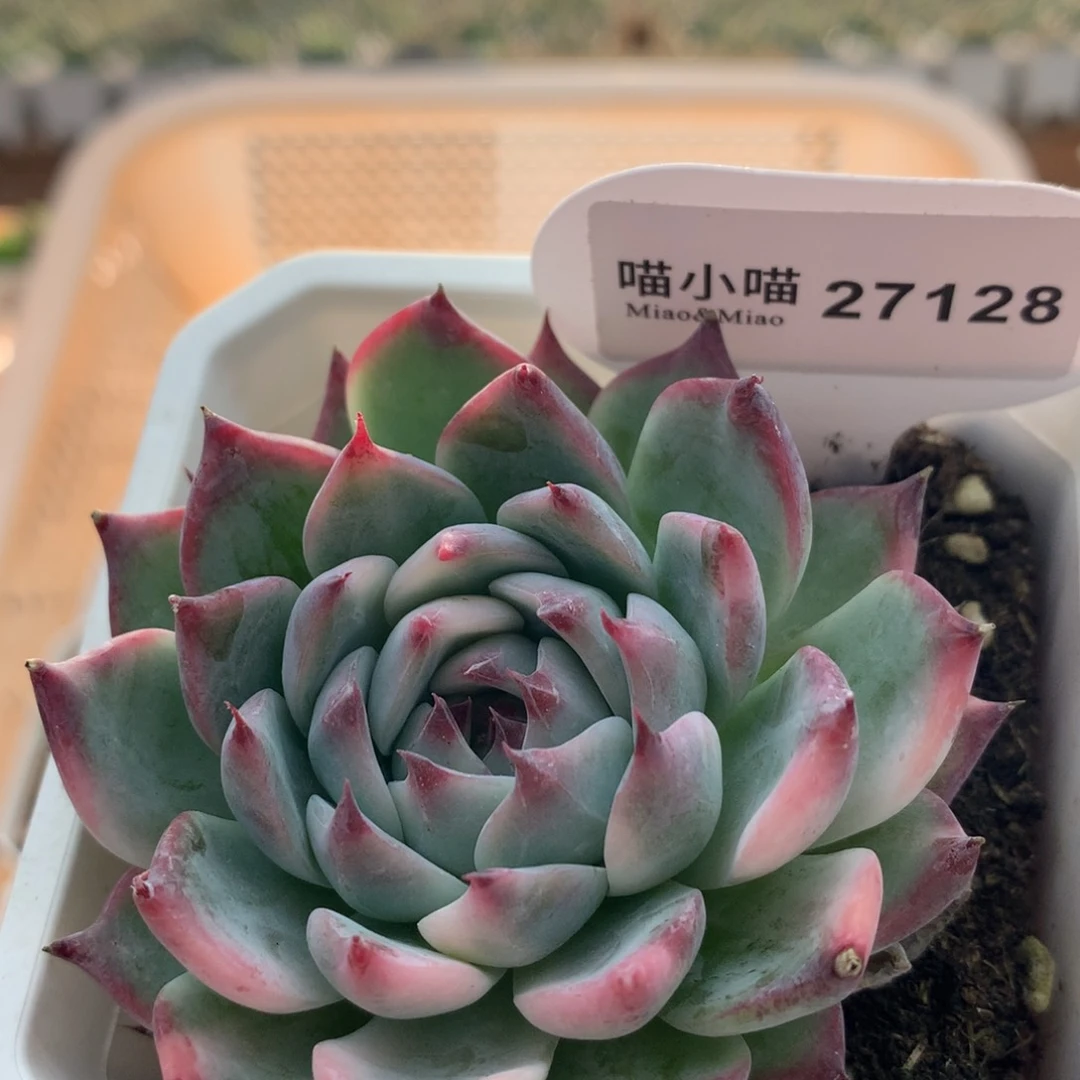 多肉植物吉娃娃锦