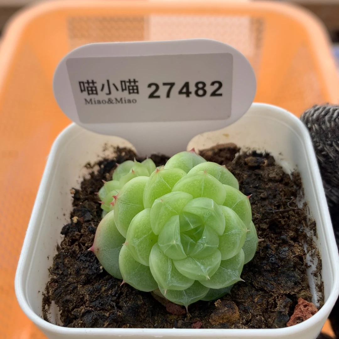 多肉植物麦秆珍妮