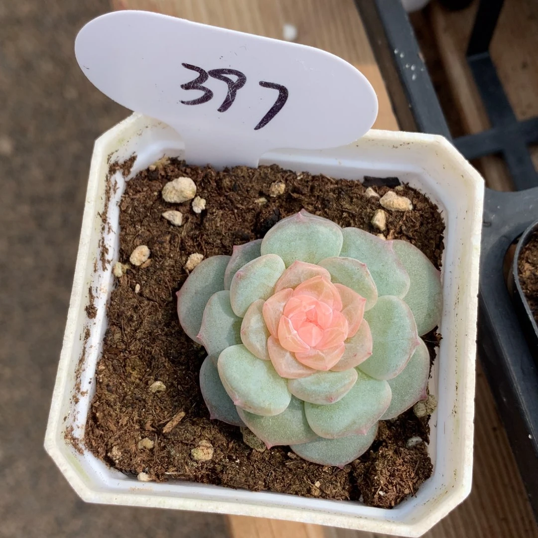 ?***呀多肉植物糖心珍妮