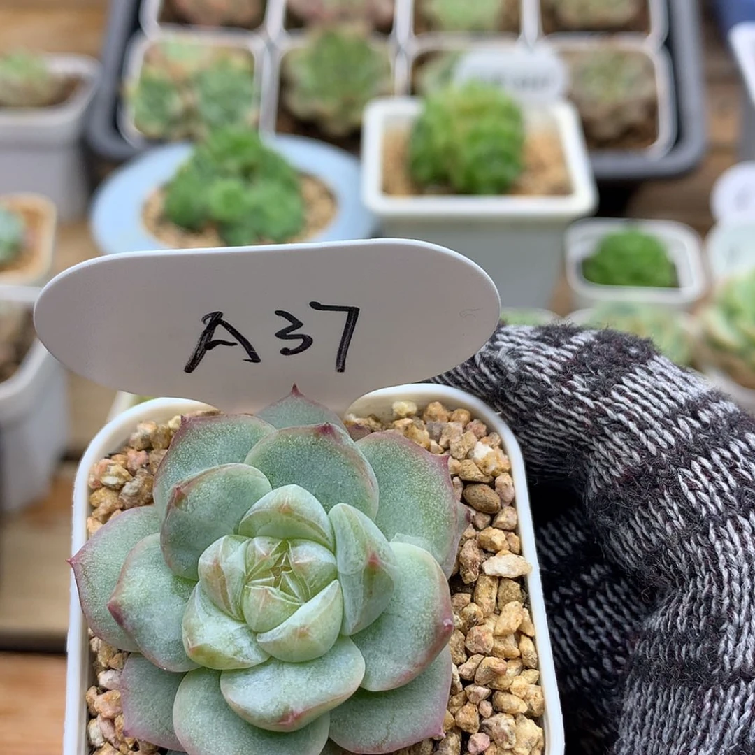 【闪购商品】多肉植物