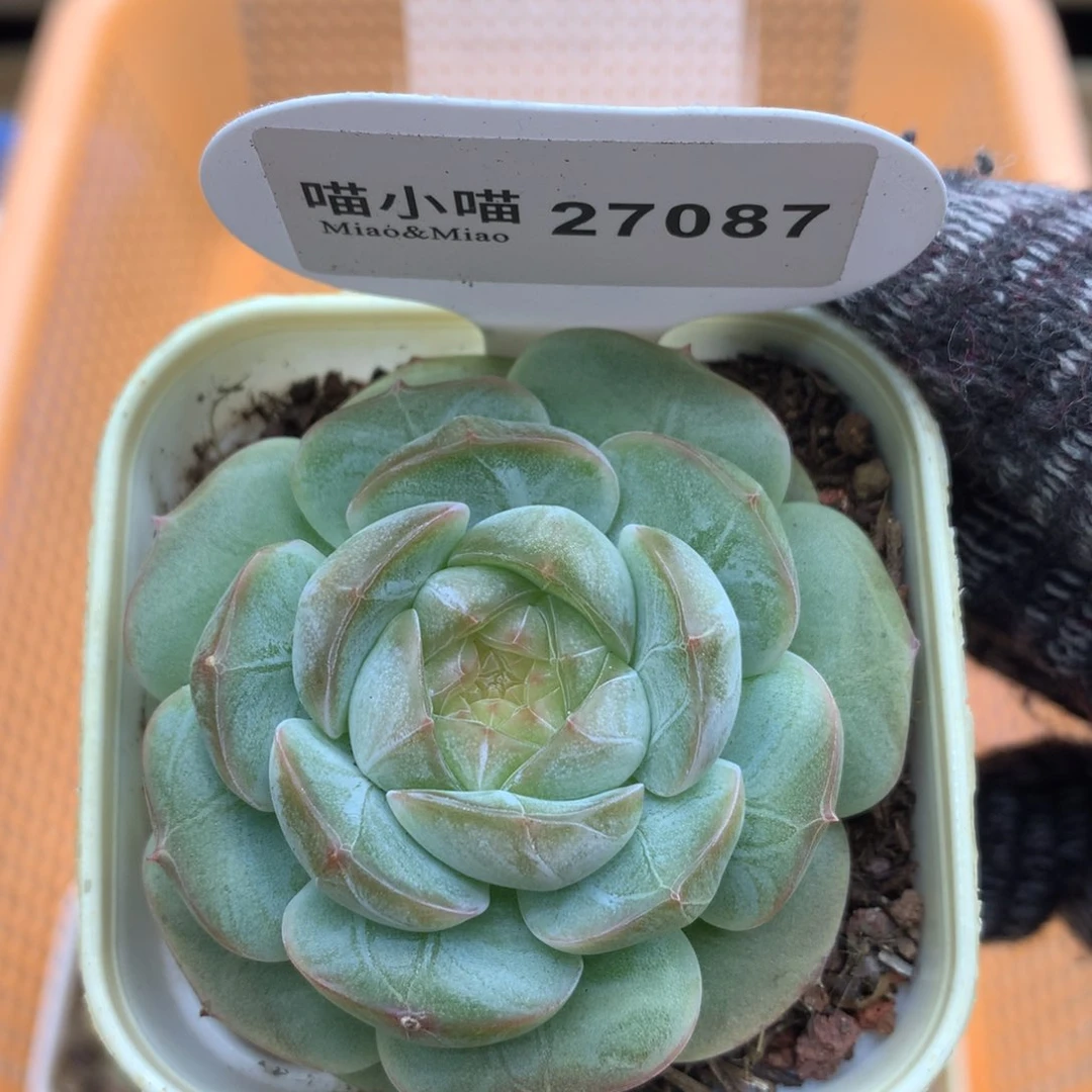多肉植物糖心珍妮