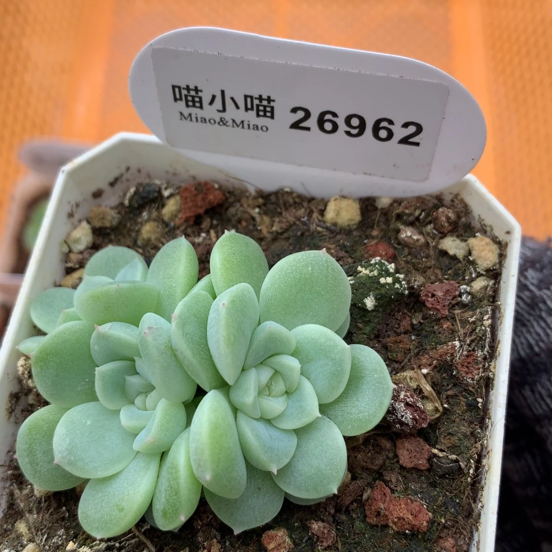 多肉植物财富密码