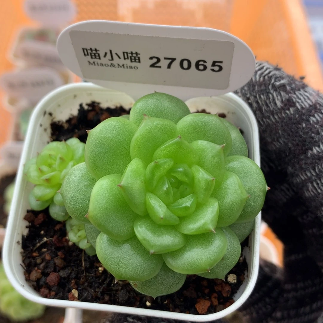 多肉植物麦秆珍妮