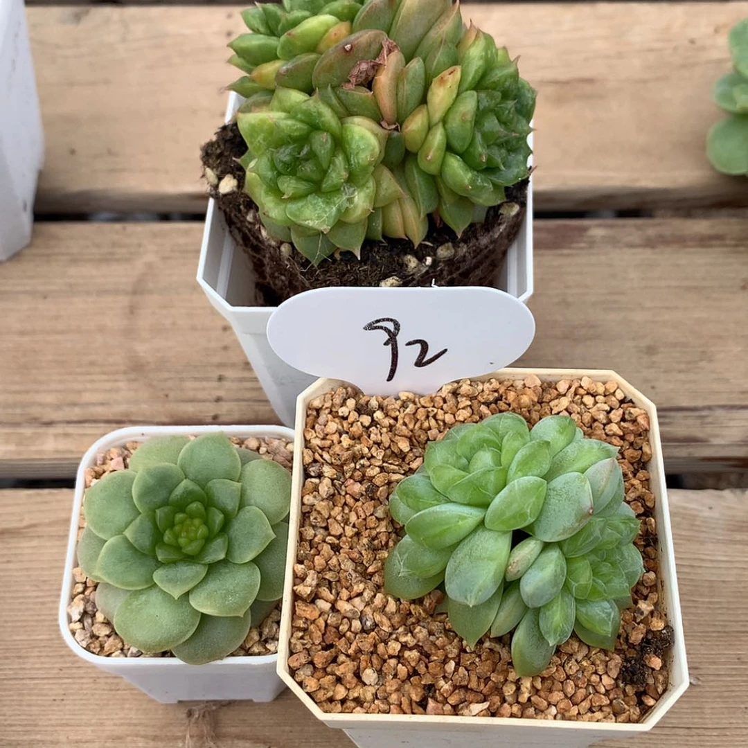 【闪购商品】N****恬多肉植物