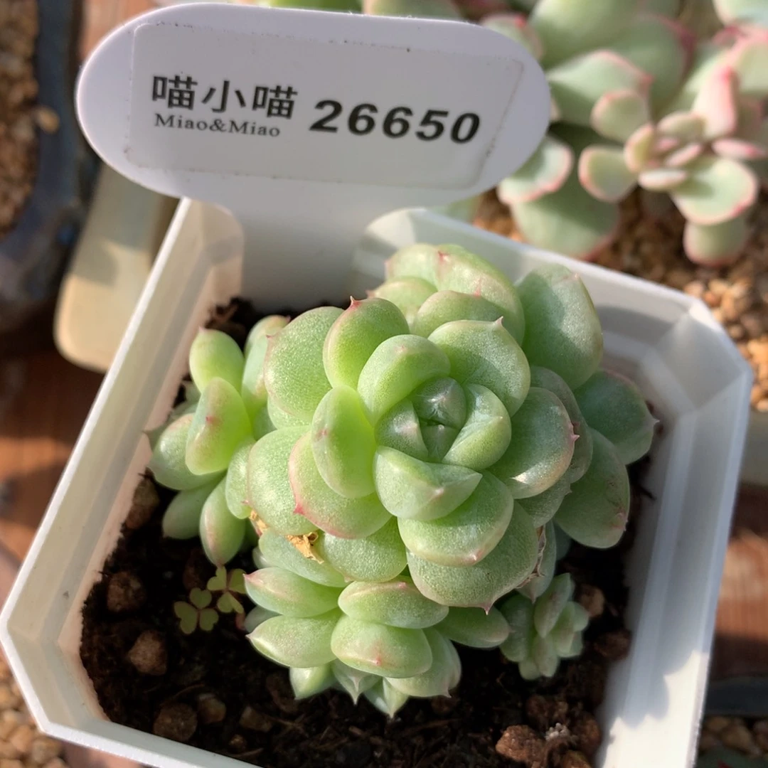 c***l多肉植物麦秆珍妮