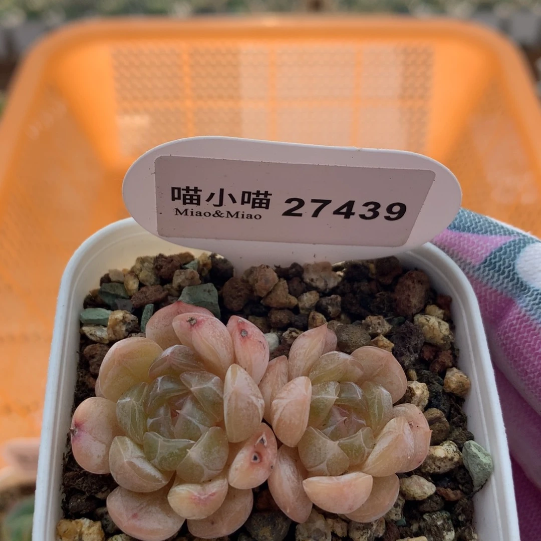 多肉植物麦秆珍妮