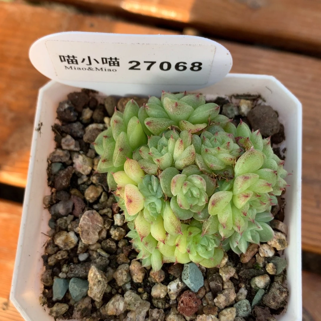 一*多肉植物麦秆珍妮