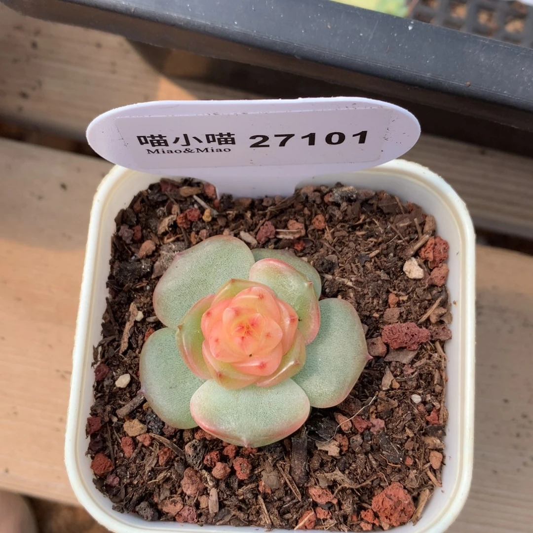 叮**咚多肉植物糖心珍妮