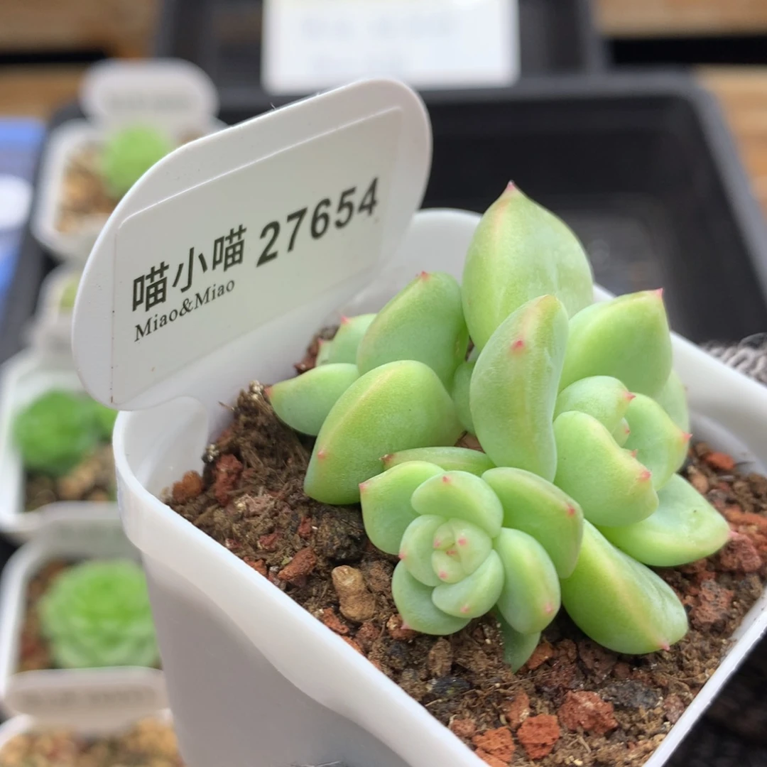 多肉植物糖心珍妮