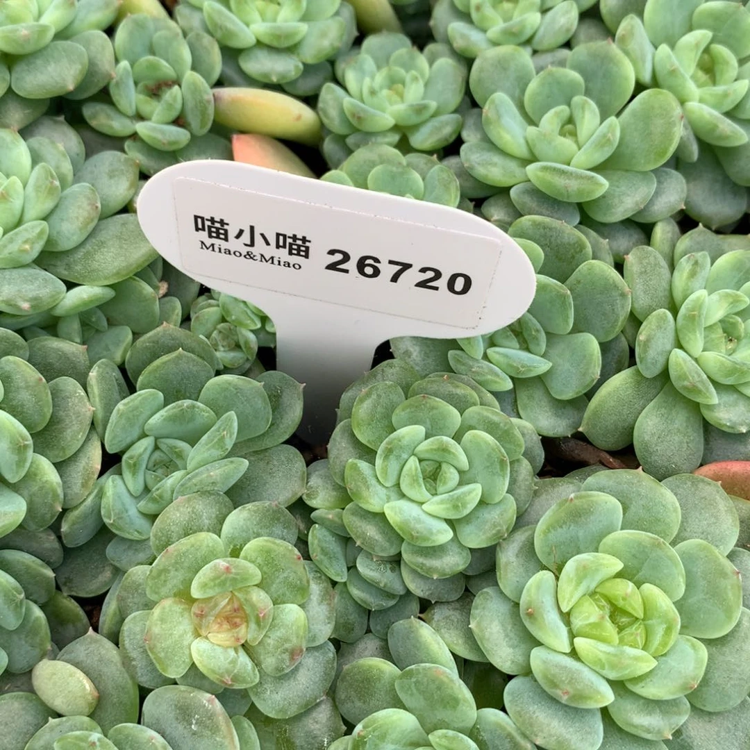 多肉植物珍妮糖心
