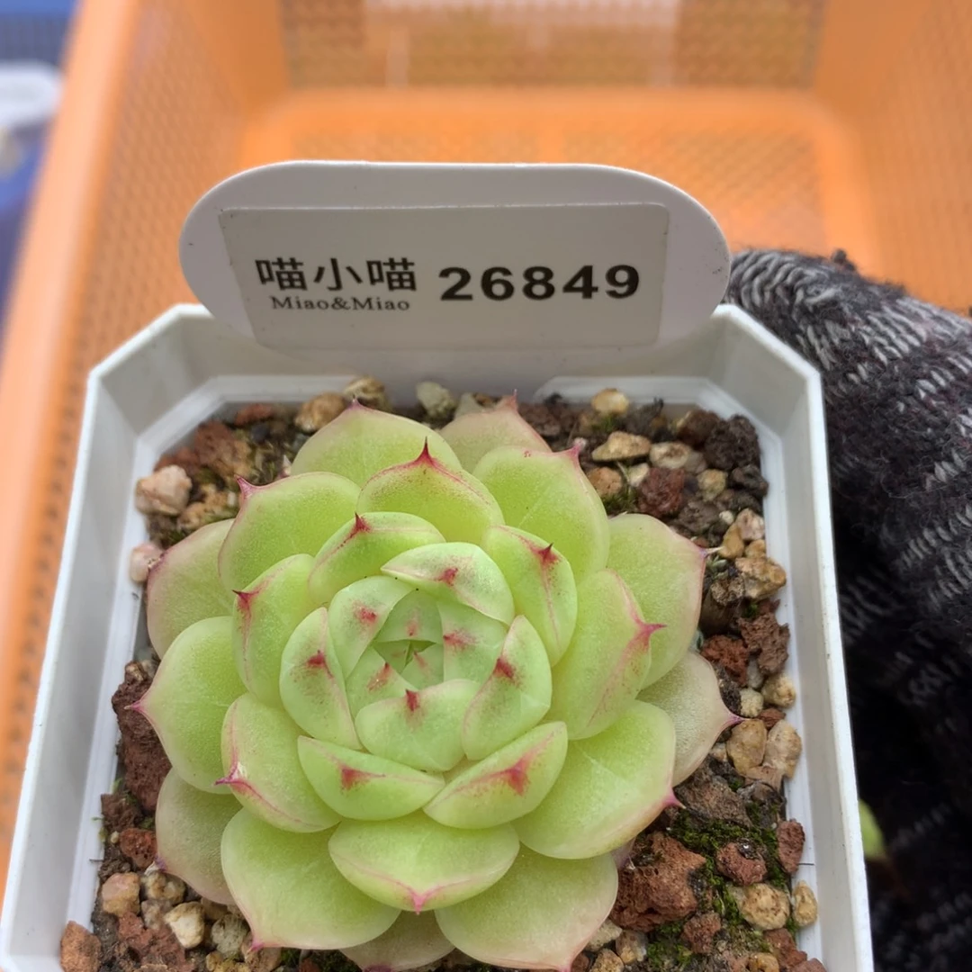 多肉植物麦秆珍妮
