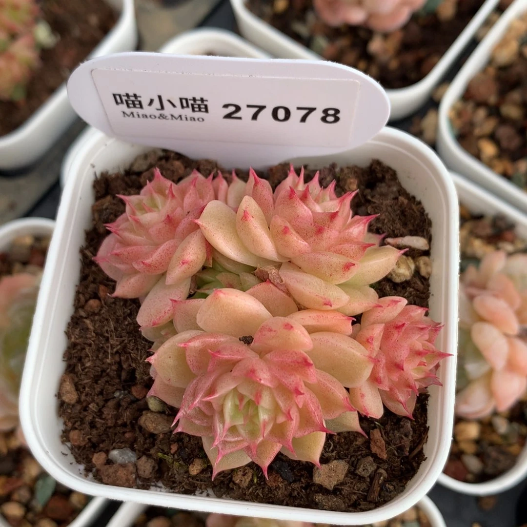 ?****?多肉植物麦秆珍妮