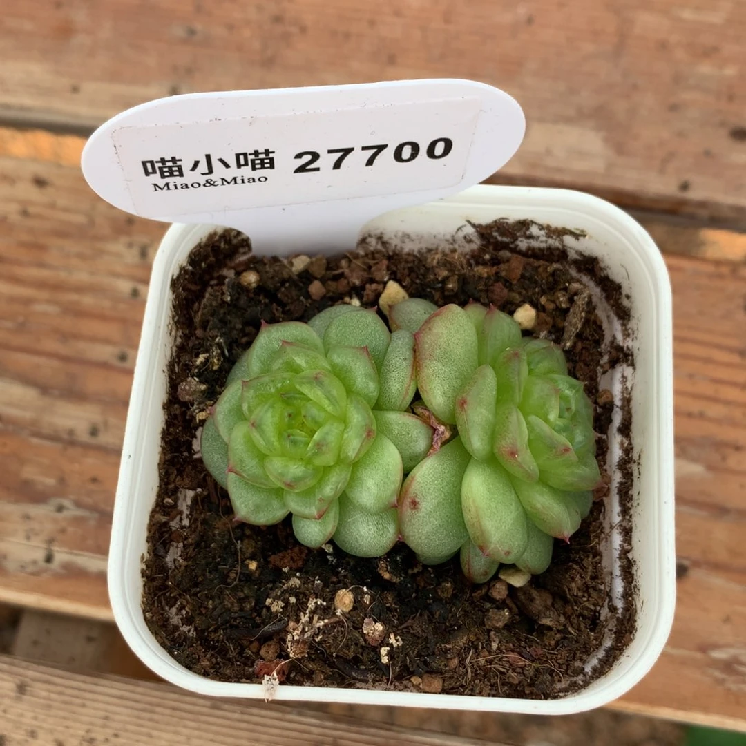 九*多肉植物麦秆珍妮