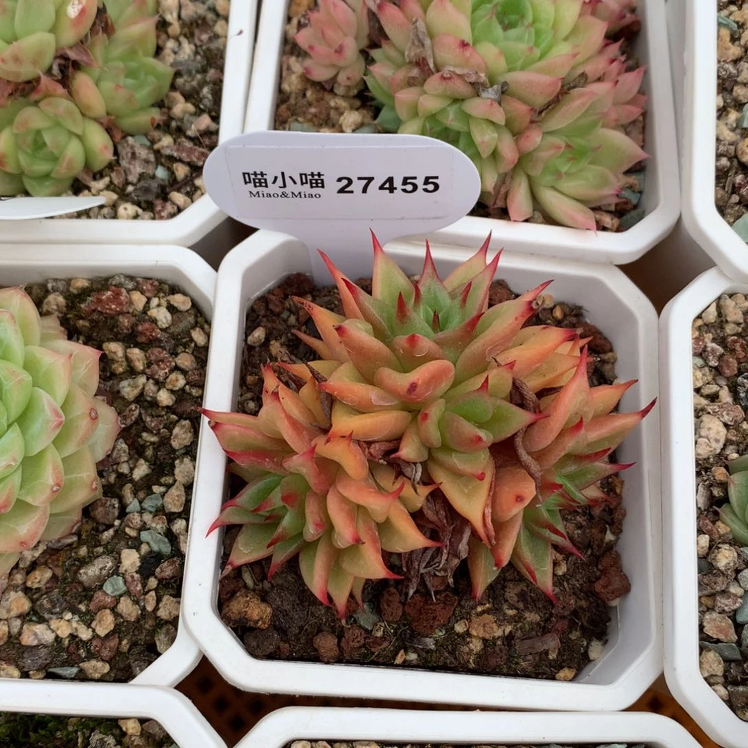 多肉植物麦秆珍妮