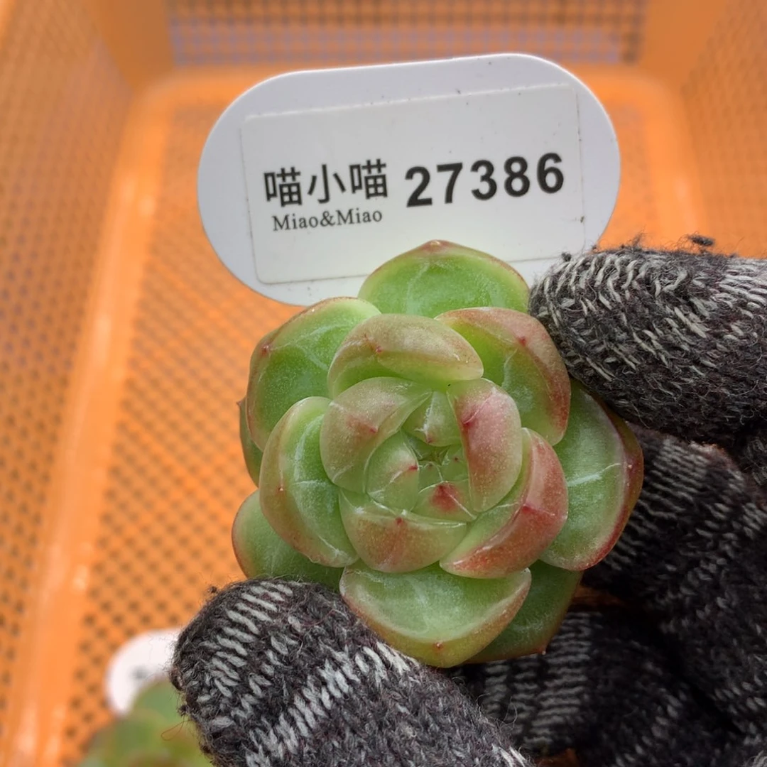 多肉植物糖心珍妮