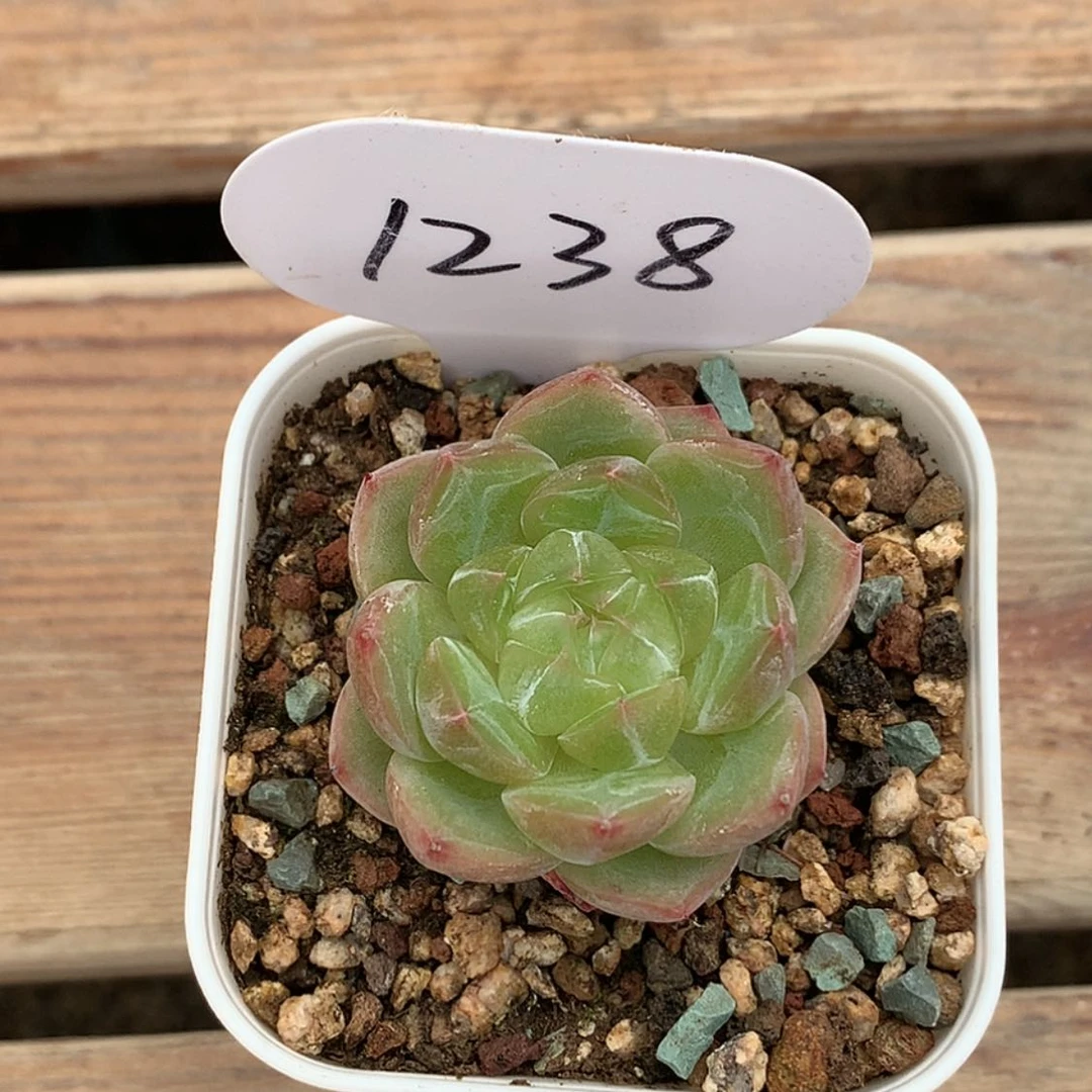 【闪购商品】藏***若多肉植物