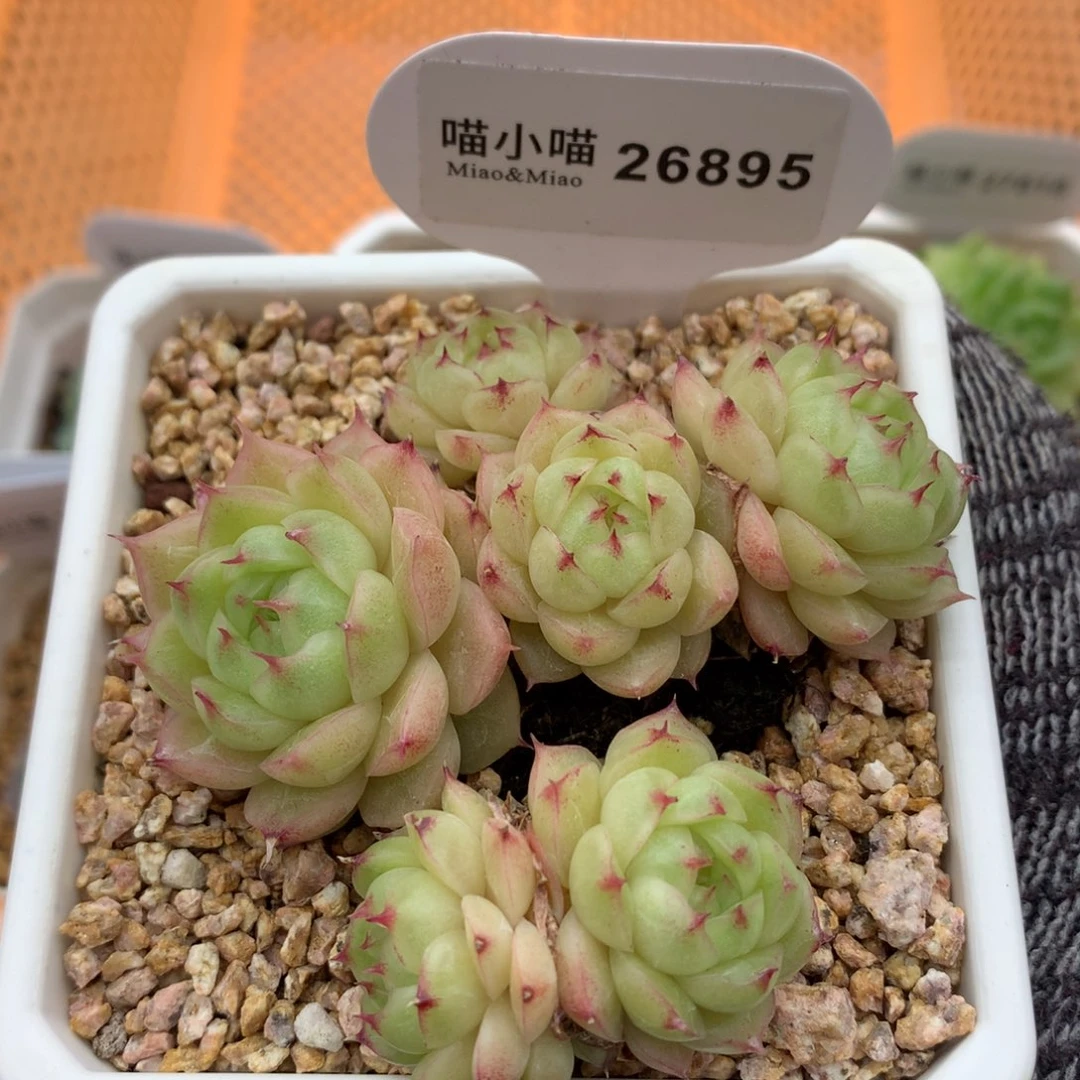 用****4多肉植物麦秆珍妮