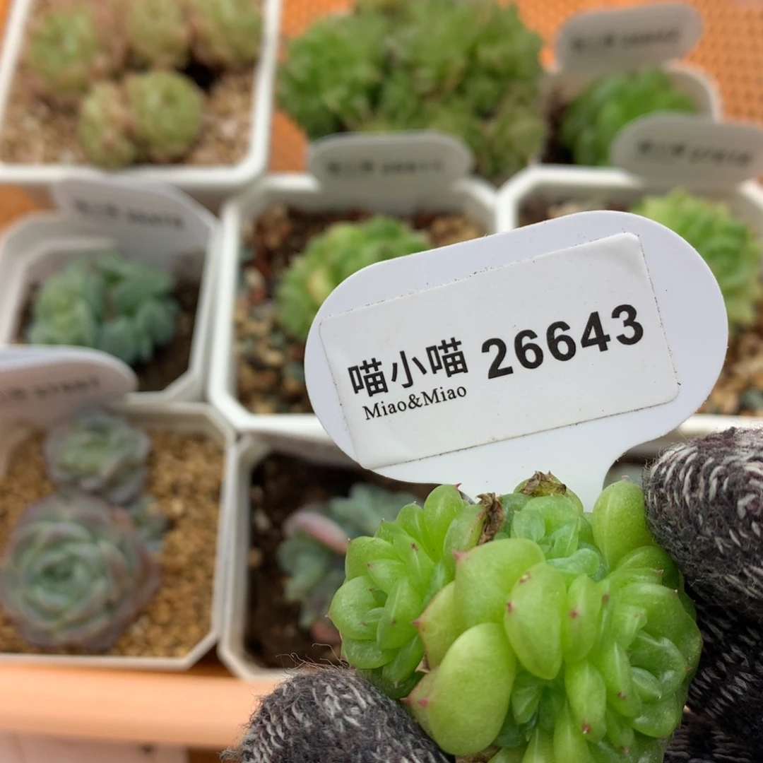 @**花多肉植物麦秆珍妮