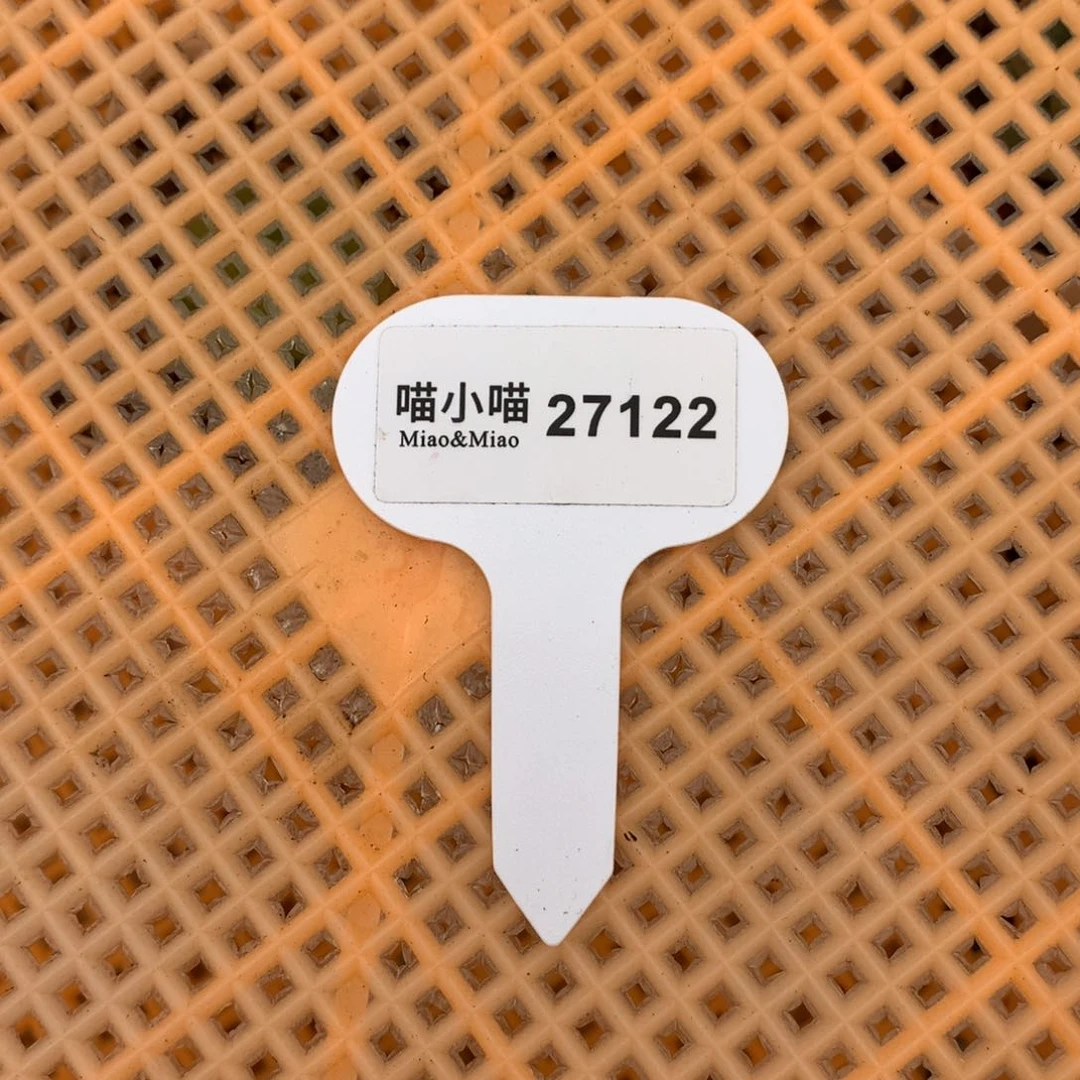 ?****儿多肉植物麦秆珍妮