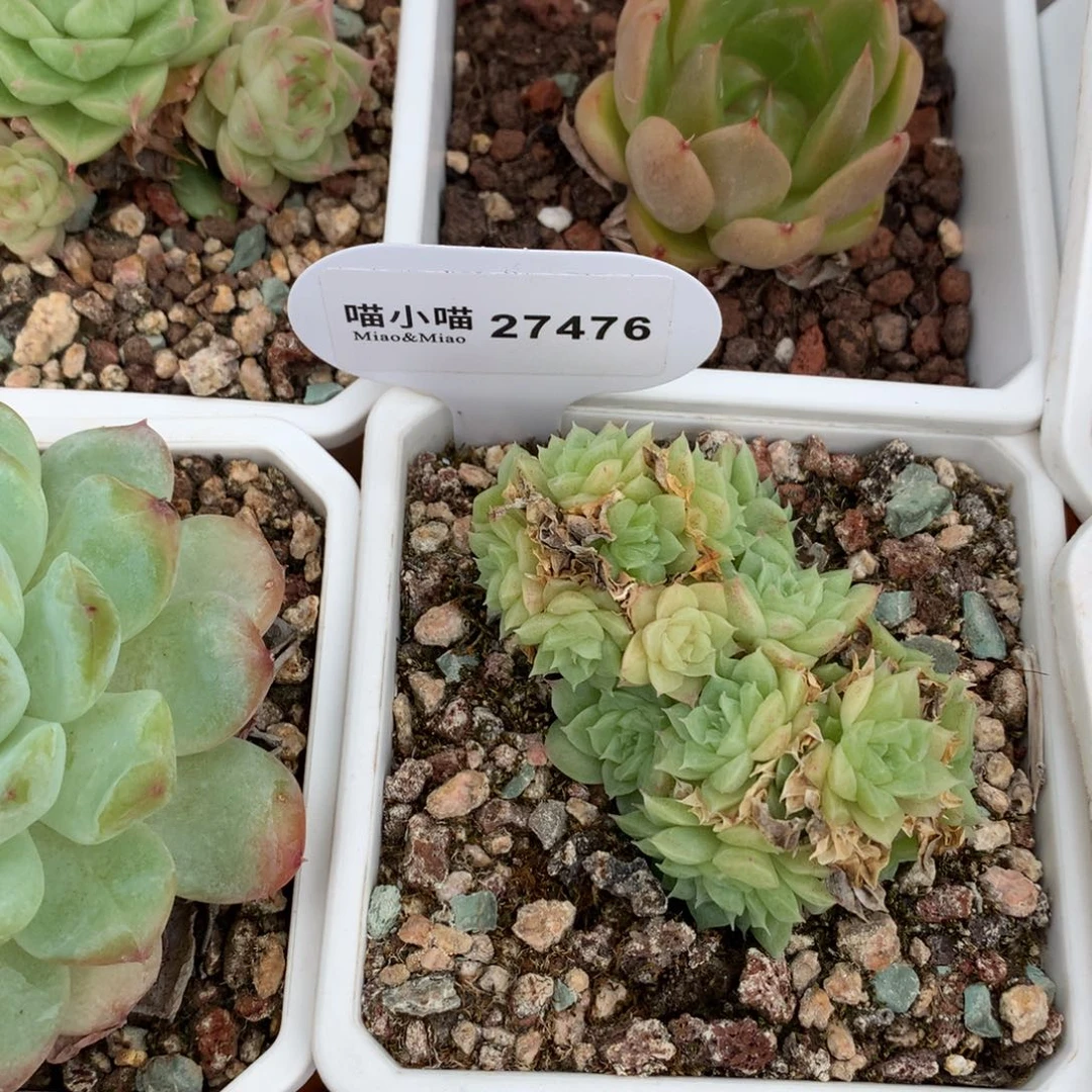 多肉植物珍妮麦秆