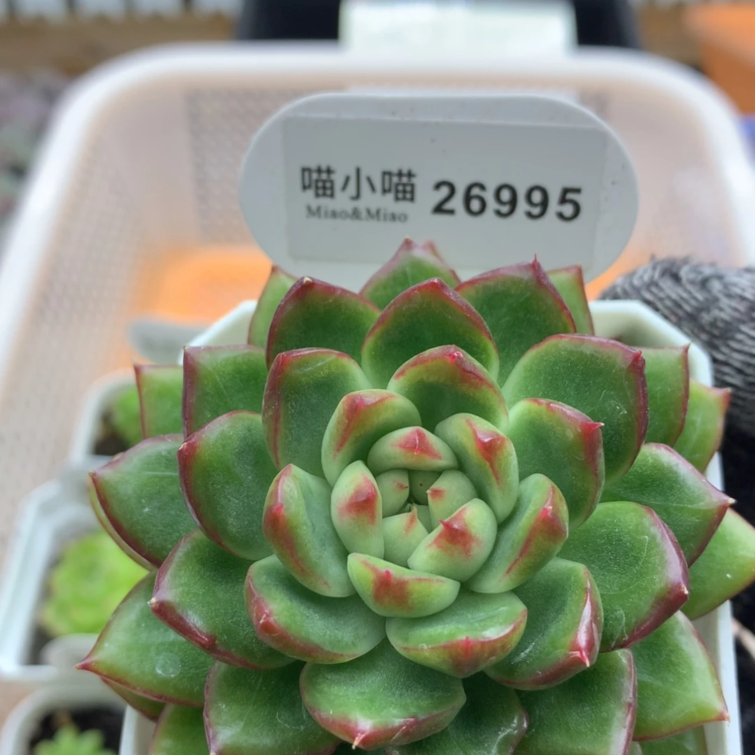 多肉植物糖果珍妮