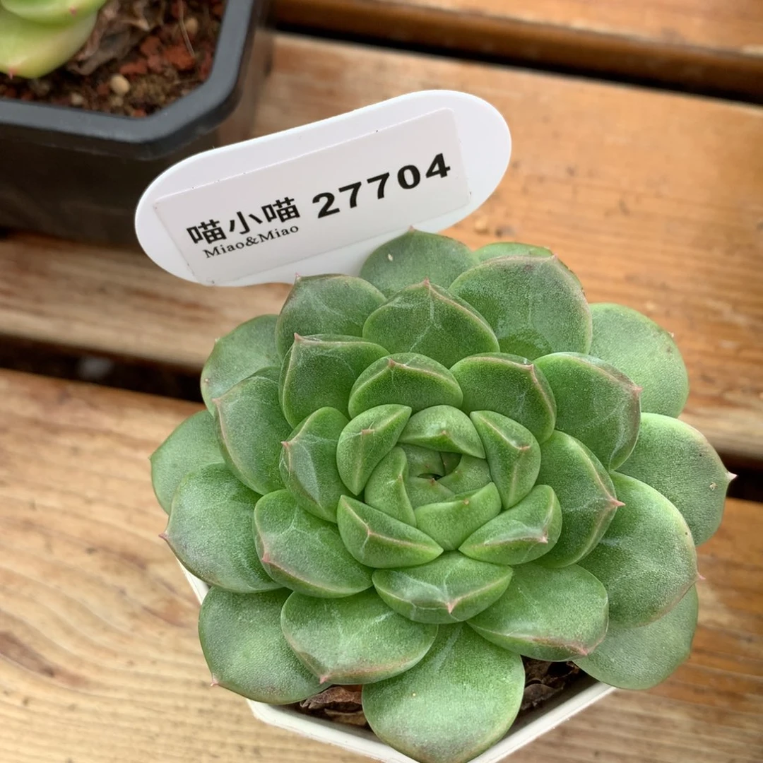 多肉植物麦秆珍妮