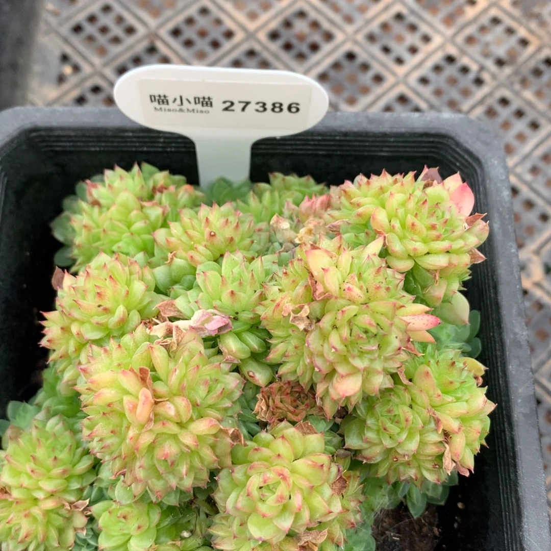 多肉植物麦秆珍妮