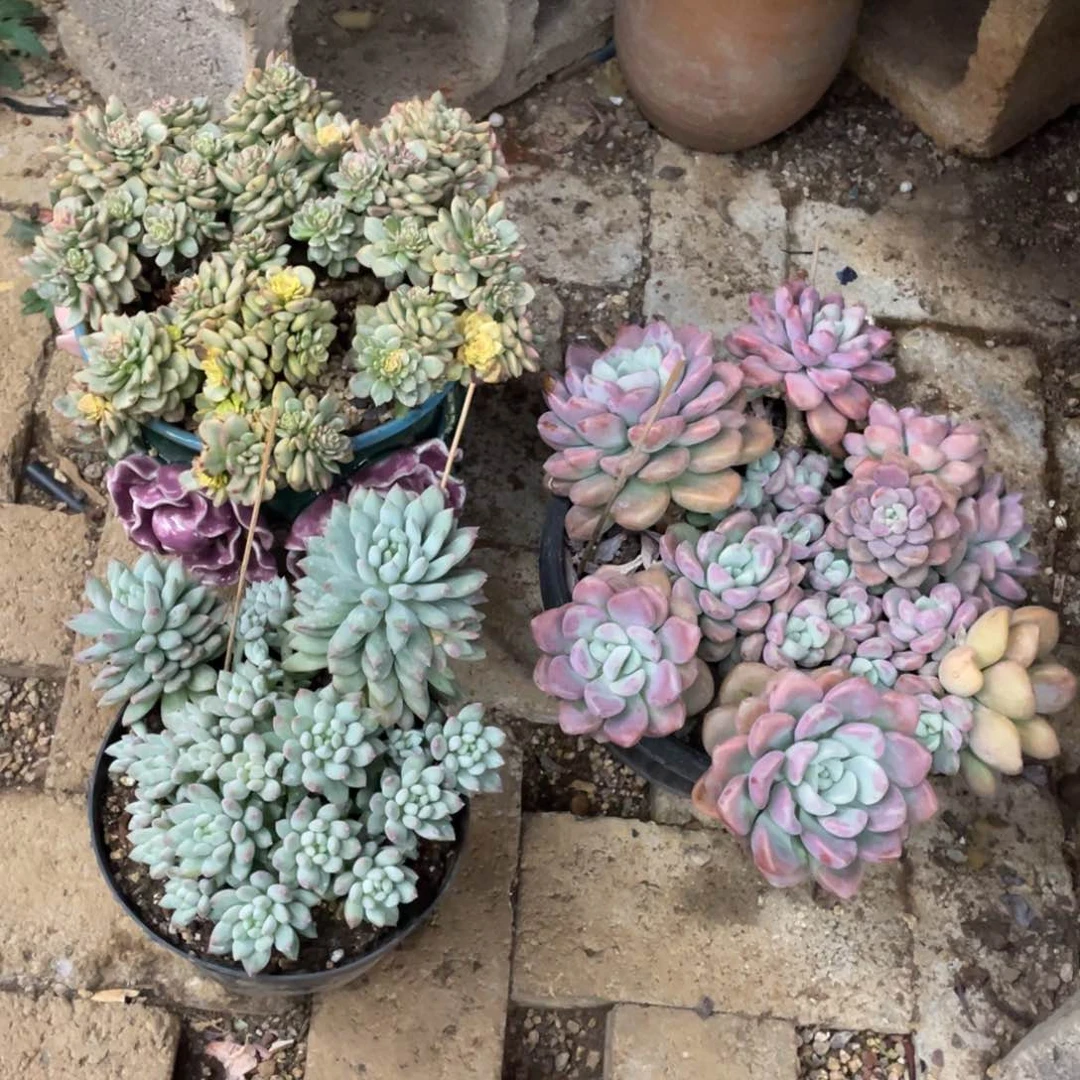 豆总多肉3颗老桩