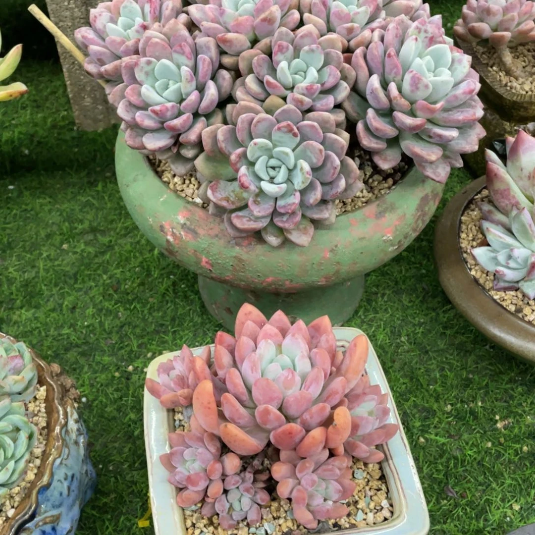 豆总精品多肉植物2颗带盆
