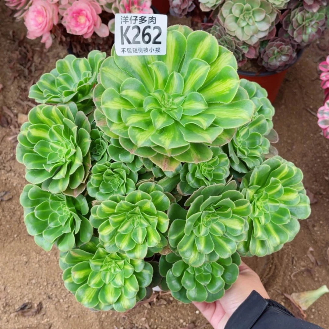 【闪购商品】262翡翠琉璃