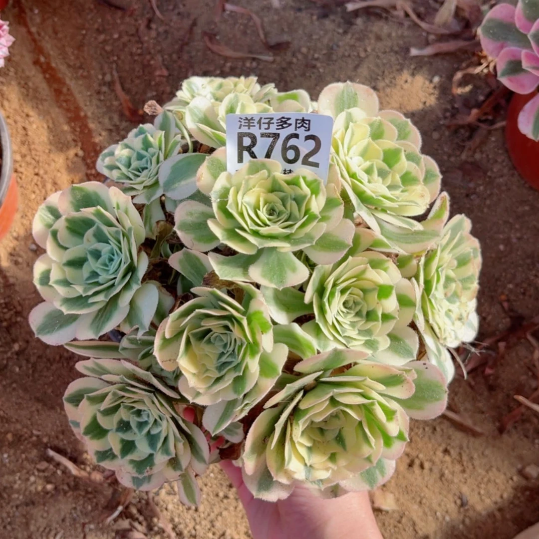 【闪购商品】762迈巴赫