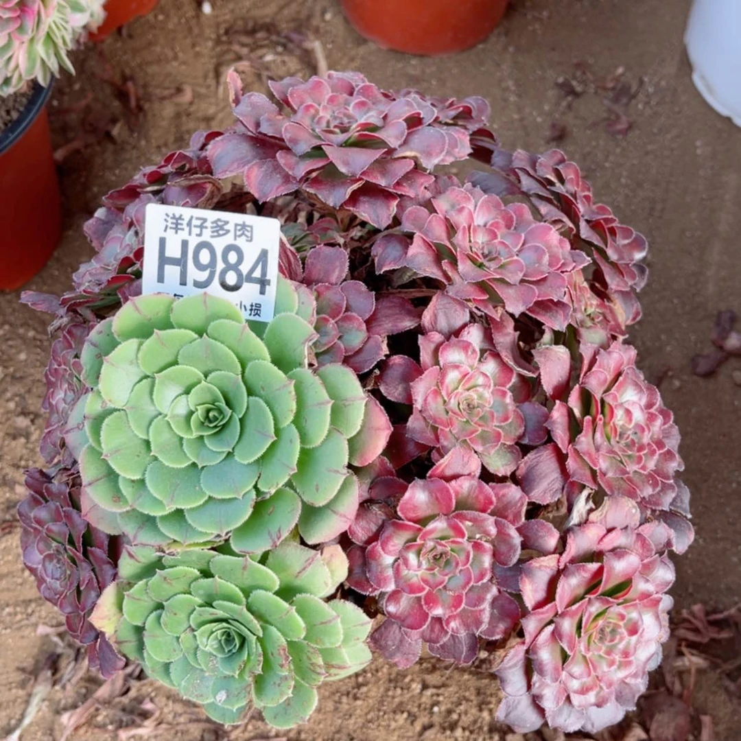 【闪购商品】984粉霞