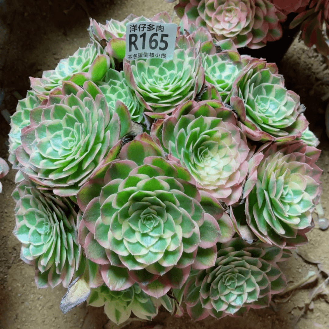 【闪购商品】165海王