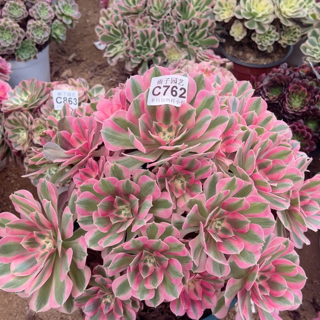 762大女巫多肉法师官