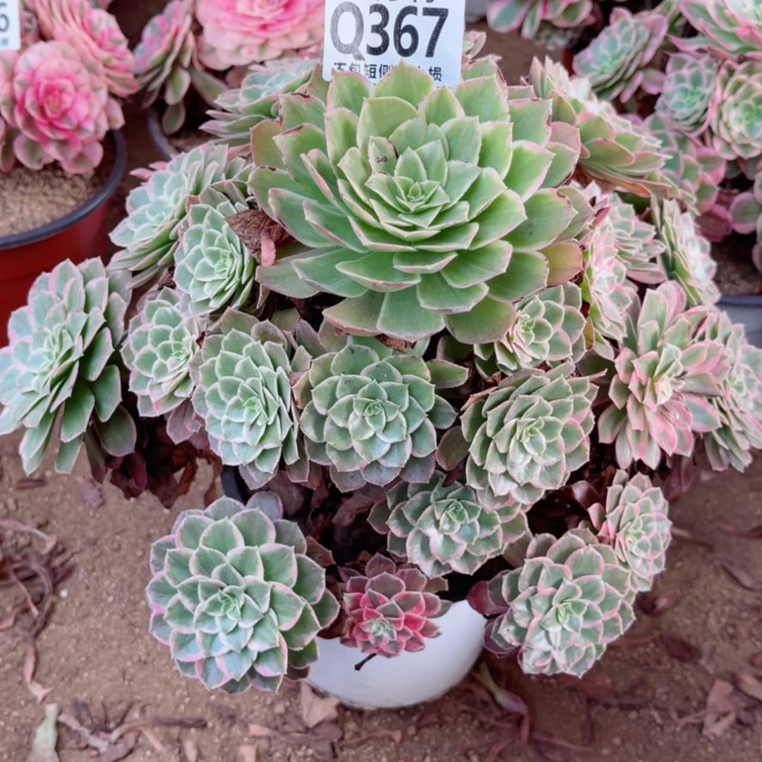 【闪购商品】367莲花座