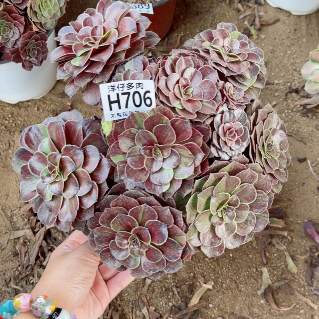 【闪购商品】706花月夜